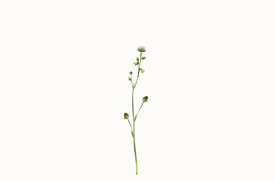 Illustrazione botanica ad acquerello di Agrimony (Agrimonia eupatoria)