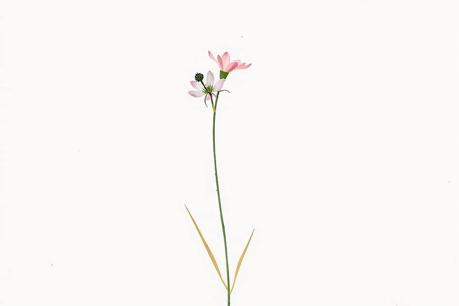 Illustrazione botanica ad acquerello di Centaury (Centaurium umbellatum)