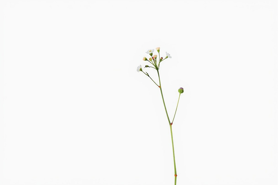 Illustrazione botanica ad acquerello di Scleranthus (Scleranthus annuus)