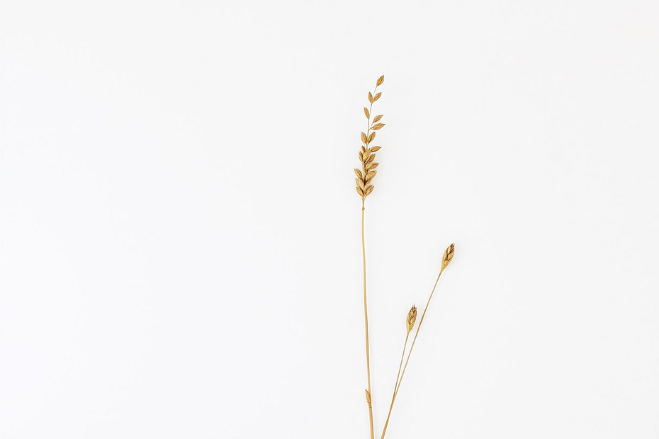 Illustrazione botanica ad acquerello di Wild Oat (Bromus ramosus)